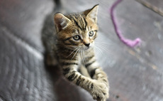 Ethos acquires Pet Mate