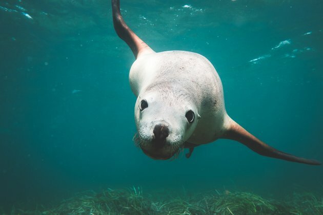 Sea lion whiskers can move like human fingertips: here&#039;s how we found out