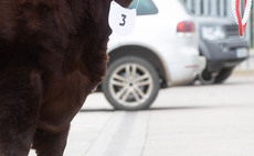 Lincoln Red bulls sell to 8,000gns at Melton Mowbray