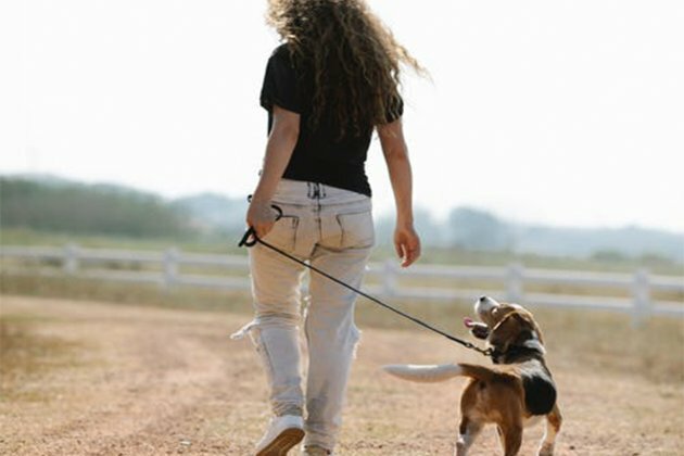 Study: Dogs can smell stress in humans from their sweat, breath