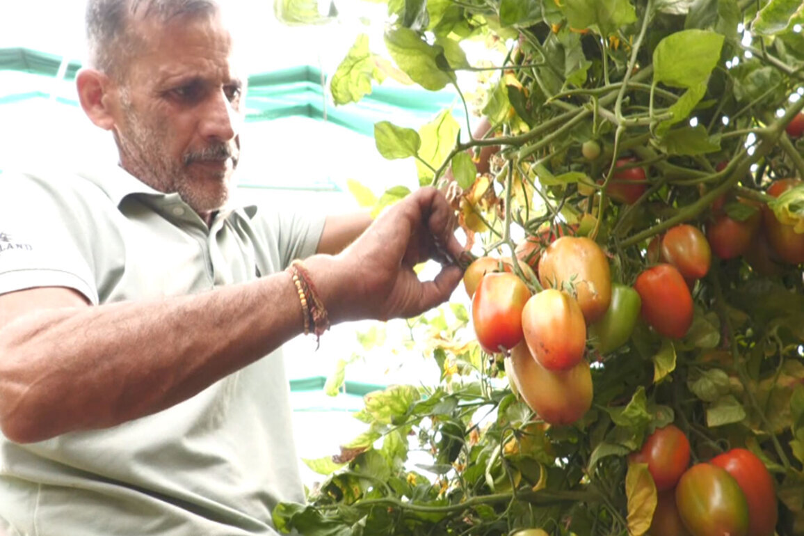 J-K: Farmer in Udhampur transforms livelihood through 95% govt subsidy under HADP initiative