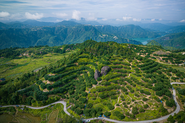 CHINA-ZHEJIANG-WENCHENG-WAXBERRY-EXPORT (CN)