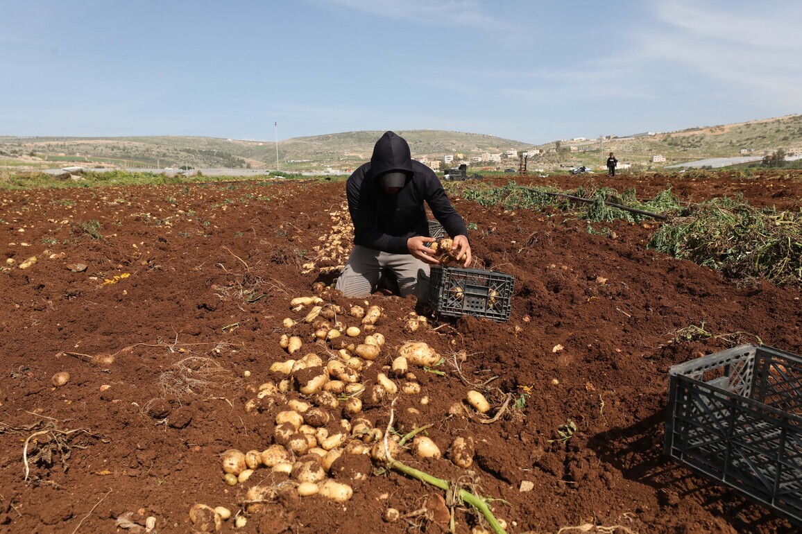 MIDEAST-WEST BANK-TUBAS-POTATO-HARVEST