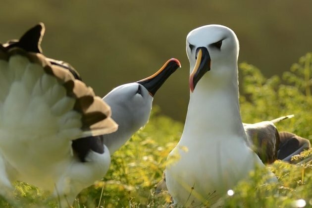 Amazing albatrosses: &#039;scarecrows&#039; cut seabird deaths by 98%