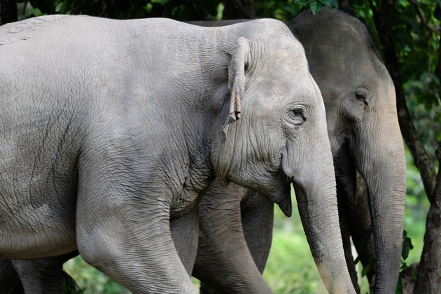 CAMBODIA-PHNOM PENH-RARE ASIAN ELEPHANTS-GENETIC STUDY