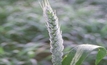 Frost research tackled on international scale