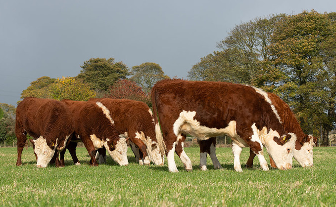 National Beef Association demands rethink on ELMs