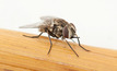 Summer rains increase likelihood of stable fly