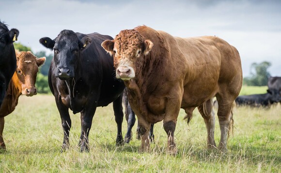 A bull is half the herd - Getting fertility right