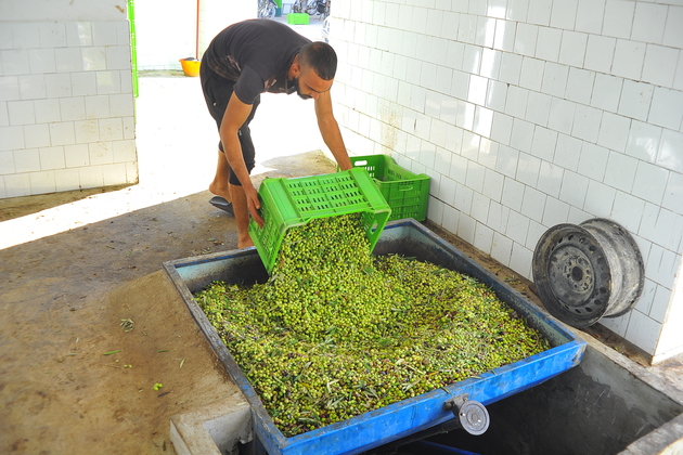 TUNISIA-TEBOURBA-OLIVE OIL WORKSHOP