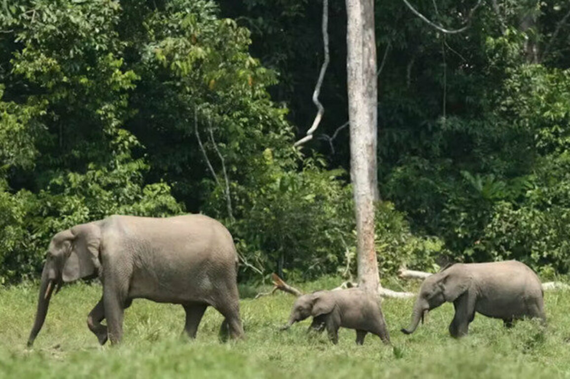Ebony and ivory: why elephants and forests rise and fall together in the Congo Basin