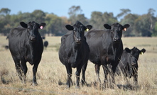 An air quality expert has said livestock's role in climate issues can often be overstated when it comes to methane.