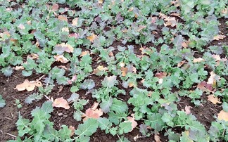 Talking agronomy with Phil Warham: Clubroot infected OSR has highlighted the need to consider stubble turnips particularly in cover crops