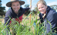 Dual-purpose perennial wheats getting closer