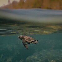 'Turtle Walker' to be screened at film festival in Kerala