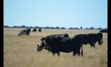  Beef exports are performing well for Aussie processors. Picture: Mark Saunders.