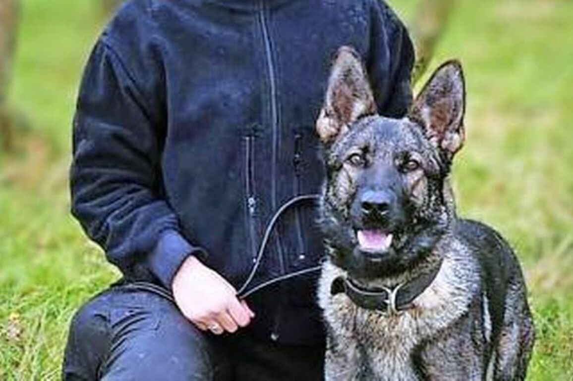 Police Scotland refuse to release medical notes of police dog euthanised after car accident