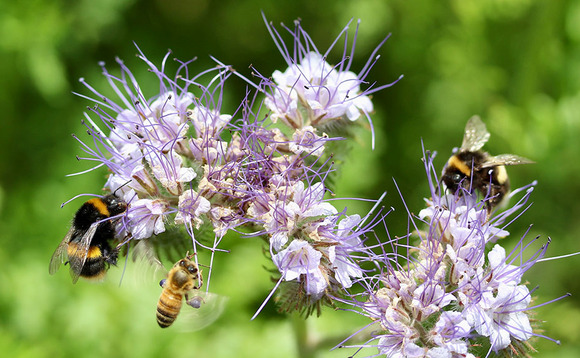 9 ways to get more bees in your garden