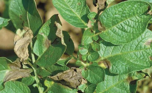 Good news for organic growers as blight fungicide granted emergency approval
