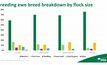  Merino sheep account for most of the breeding ewes in the national flock. Chart courtesy MLA.