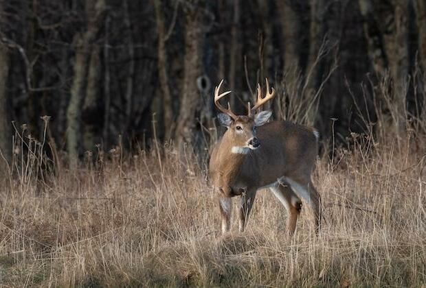 Scientists alarmed about rapid spread of CWD in deer