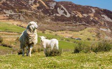 Exports of Welsh lamb to new markets up 227 per cent
