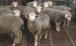 Breeding from Merino ewe lambs can work