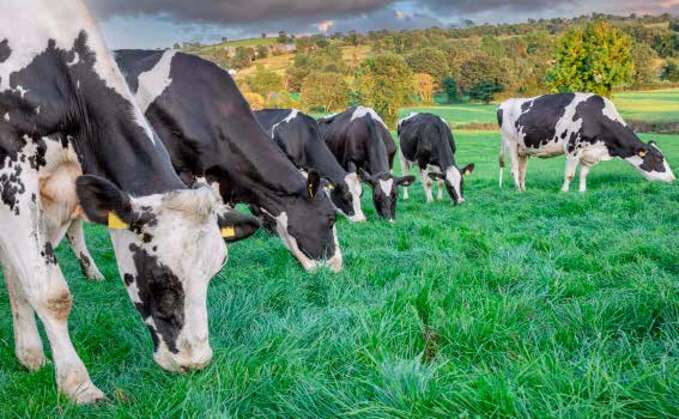 A bumpy road to a bright future for dairy