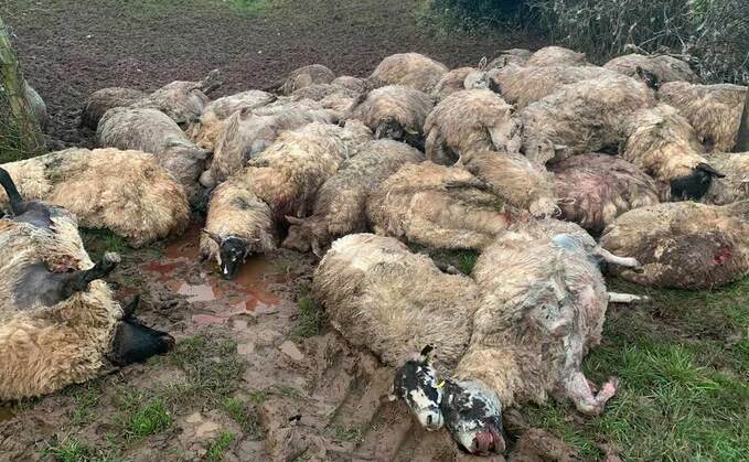 50 in-lamb ewes suffocated to death in horrific dog attack