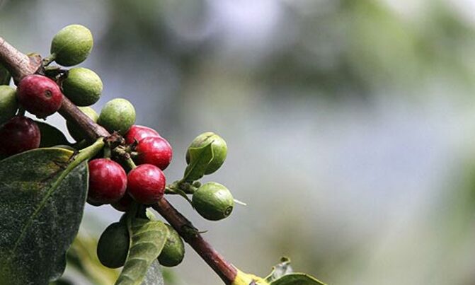 Cabinet approves national coffee policy Cabinet approves national coffee policy