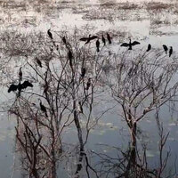 Tamil Nadu: Panjappur Lake emerges as key urban wetland for migratory birds in Trichy