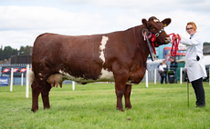 Beef Shorthorn takes top honours at Dumfries Show  
