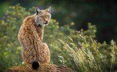 Lynx captured after illegal release in the Cairngorms