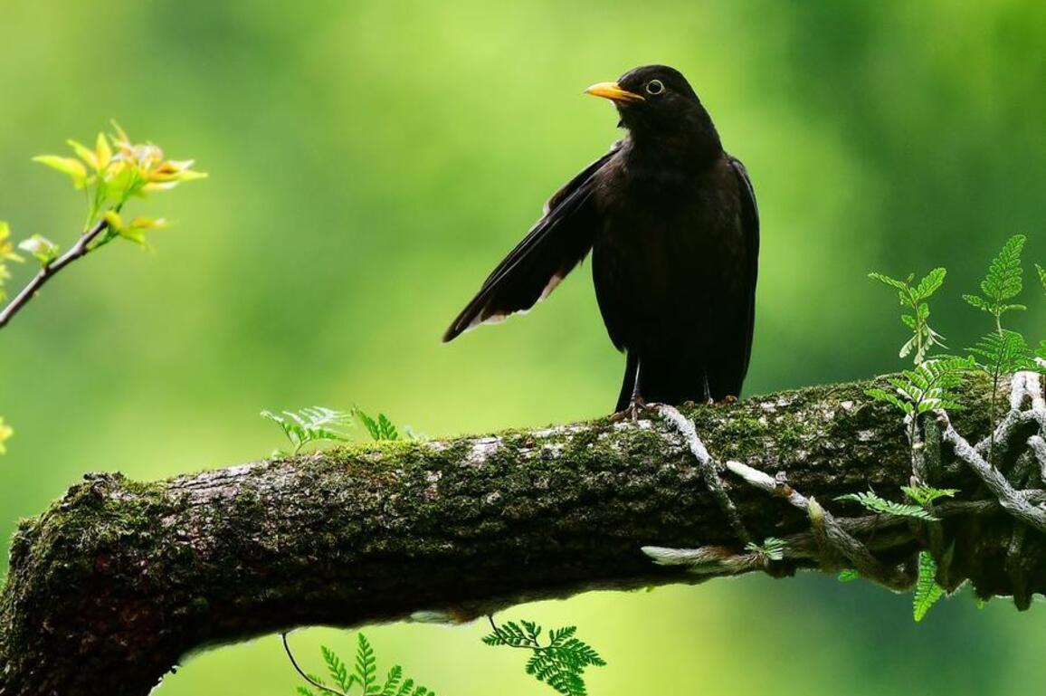 Avian "feces bombardment" haunts Chinese owners of aggressive pets