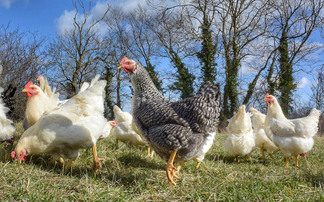 Pig and poultry special: New trial looks at feasibility of dual-purpose poultry systems  