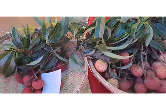 Assam: Tezpur Litchi Festival 2026 begins with two-day programme
