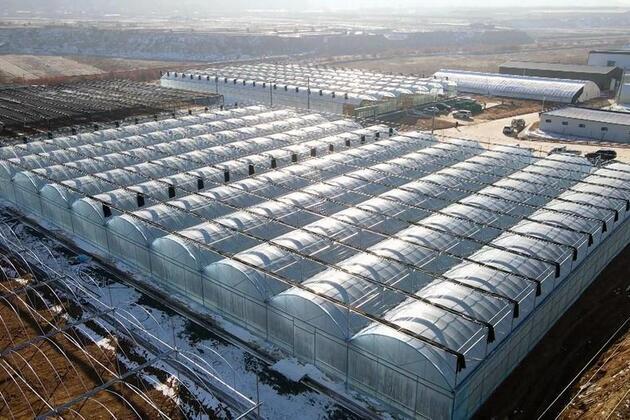 Global agribusinesses deepen roots in China's rural revitalization drive