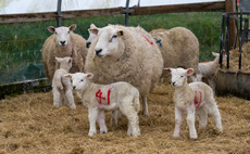 Options around worming at lambing time