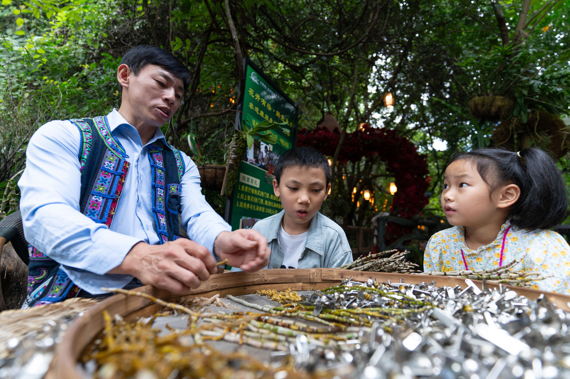 CHINA-YUNNAN-GUANGNAN-DENDROBIUM OFFICINALE (CN)