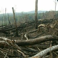 Africa has the highest rate of forest loss in the world - what the G20 can do about it