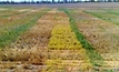 Long-term plan needed to manage herbicide resistant weeds