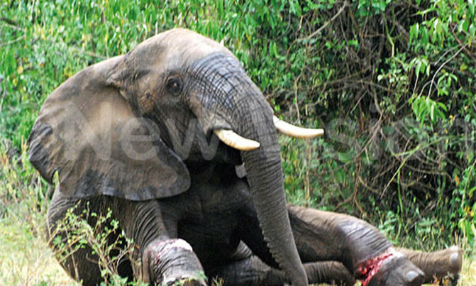 Uganda weighs in on global wildlife trade ban Uganda weighs in on global wildlife trade ban