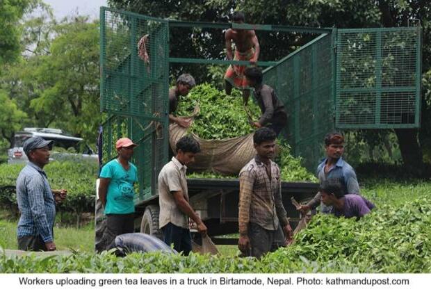 Darjeeling Tea vs. Nepali Tea: Trade dispute brews