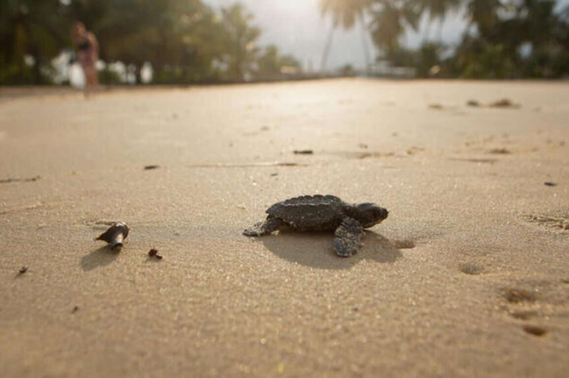 Gabon battles for baby sea turtles' survival