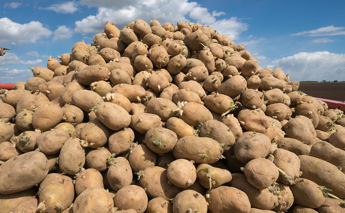Scottish seed potato industry receiving mixed results