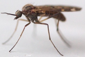 Bluetongue outbreak: A timeline of the season so far