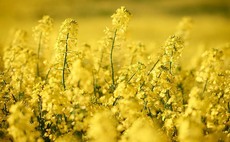 Winter OSR margins to rival second wheat in 2023