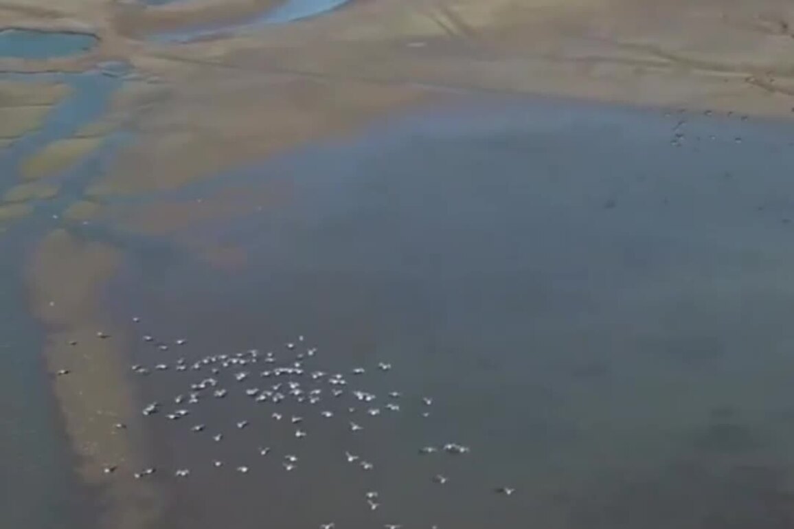 60"FlyOverChina | Chongming Dongtan national nature reserve