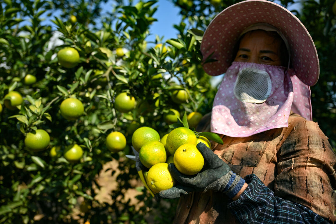CHINA-HAINAN-CHENGMAI-ORANGE PLANTATION (CN)