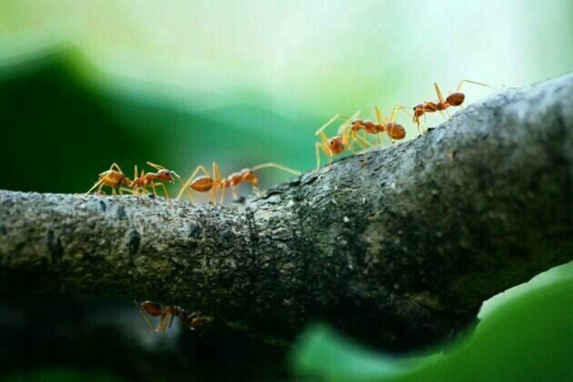 Hold up, humans. Ants figured out medicine, farming and engineering long before we did